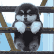 Cute Animals You Are So Sweet GIF - Cute Animals You Are So Sweet